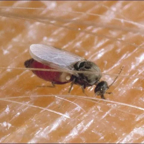 thumbnail for publication: Biting Flies